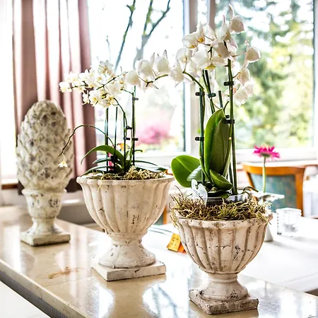 Vitalhotel Ascona Hotel 4*